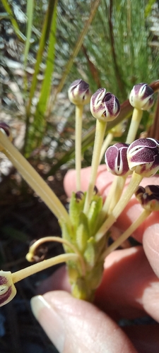 Image of Zaluzianskya capensis by (c) Adele SL, some rights reserved (CC BY)