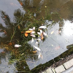 Dormitator latifrons