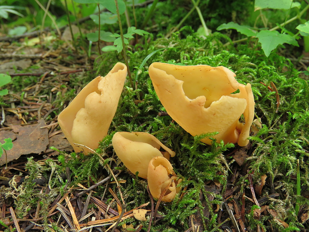 Otideaceae