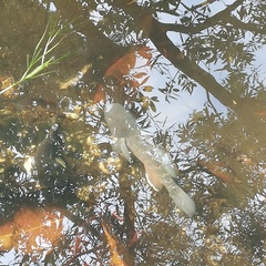 Dormitator latifrons