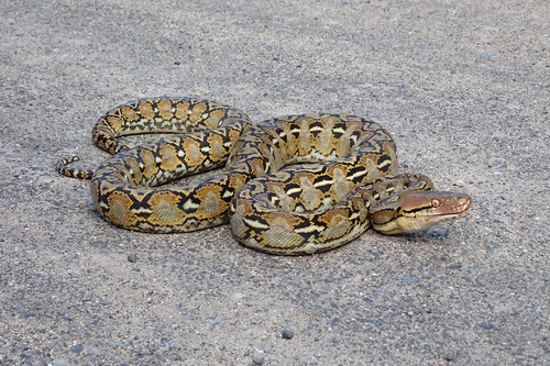 Reticulated Python, photo 3 of 8