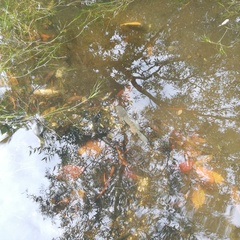 Dormitator latifrons