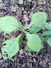 Rumfordia floribunda