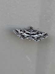 Diasemiopsis leodocusalis