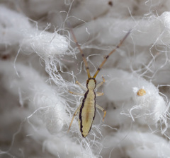 Entomobryoidea