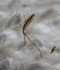 Entomobryoidea