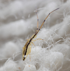 Entomobryoidea