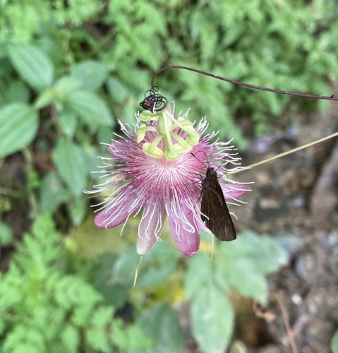 Passiflora resticulata