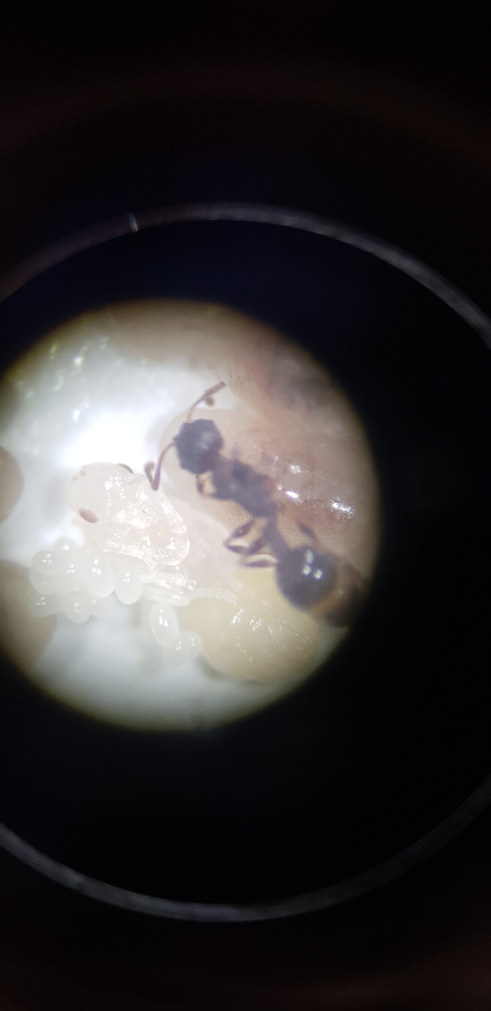 Temnothorax makora