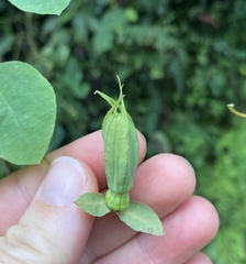 (c) Amanda Fisher, some rights reserved (CC BY) Passiflora resticulata, photograph (c) Amanda Fisher, some rights reserved (CC BY)