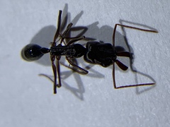 Odontomachus brunneus