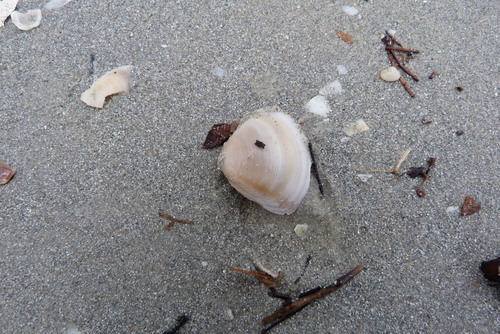 Mactra australis