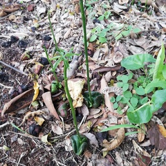 Enterolobium cyclocarpum