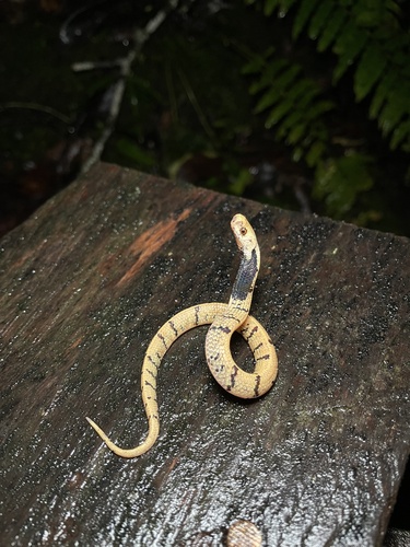 Photo of a Bornean Dark-necked Slug Snake (Asthenodipsas borneensis)