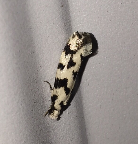 Fungus moth photo 4