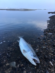 Salvelinus malma