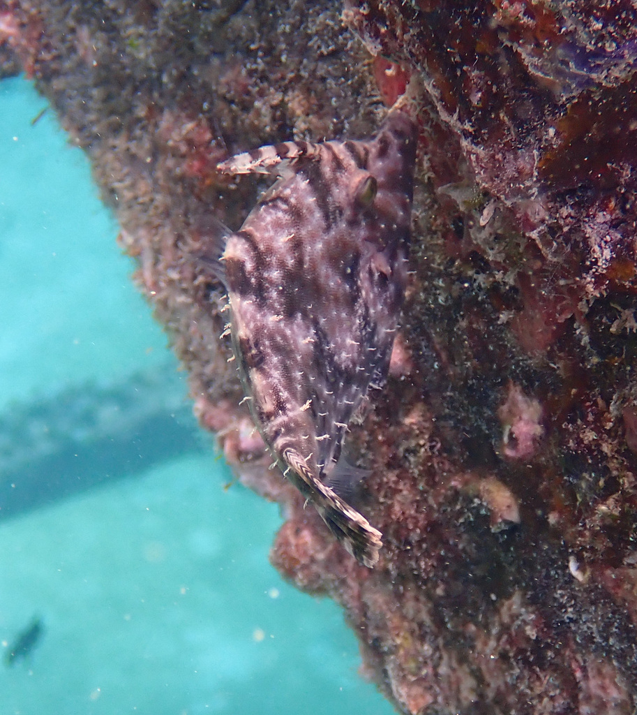 Aiptasia-eating Filefish