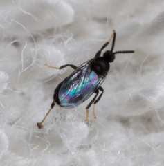 Holoplagia guamensis