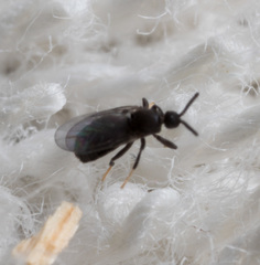 Holoplagia guamensis