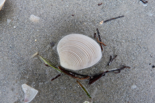 Katelysia scalarina
