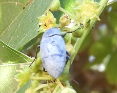 Colubrina triflora