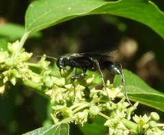 Colubrina triflora