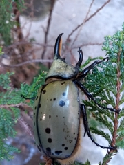 Dynastes hyllus