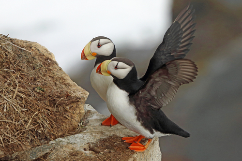 Horned Puffin