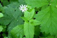Stellaria bungeana