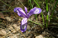 Iris ruthenica