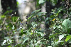 Tagetes foetidissima