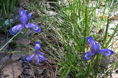 Iris ruthenica