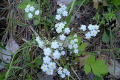 Myosotis imitata