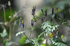 Tagetes foetidissima