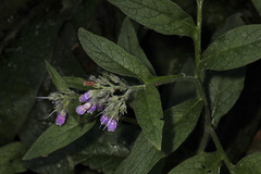Symphytum officinale