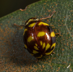 Ceratogergithus pseudotessellatus