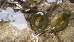 Hynobius quelpaertensis