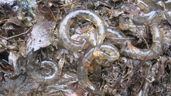 Hynobius quelpaertensis