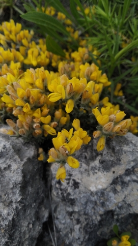 Image of Genista albida by (c) Sergey Cherkasov, some rights reserved (CC BY)