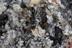 Rhytidoponera victoriae