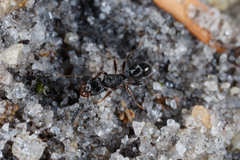 Rhytidoponera victoriae