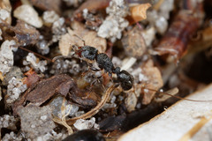 Rhytidoponera victoriae