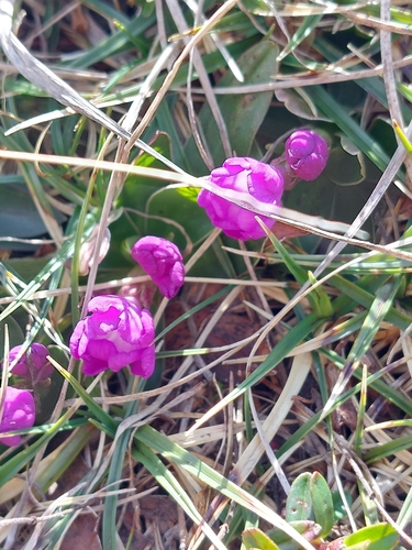 Primula wulfeniana, photograph 5