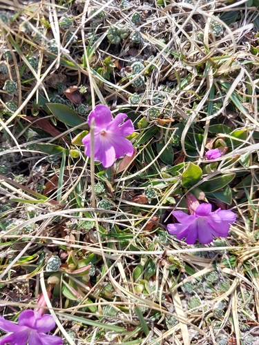 Primula wulfeniana, photograph 6