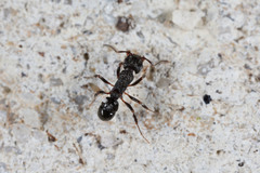 Rhytidoponera victoriae