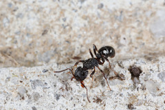 Rhytidoponera victoriae