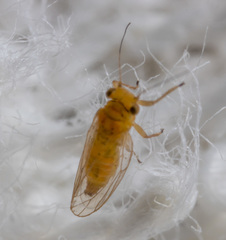Heteropsylla