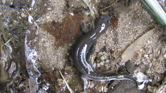 Hynobius quelpaertensis