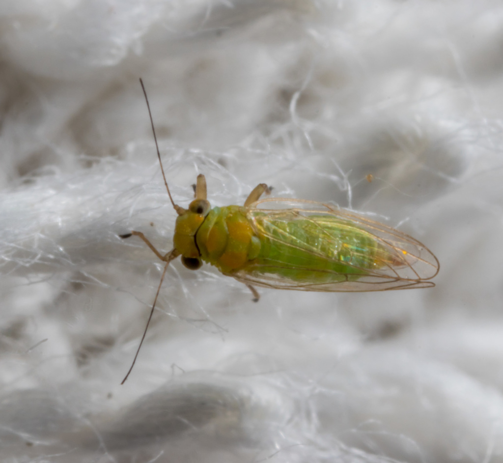 Jumping plant louse