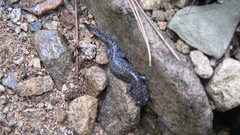 Hynobius quelpaertensis